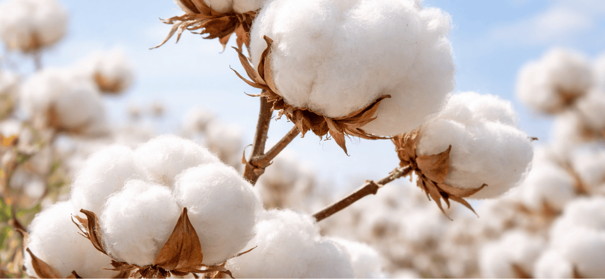 Univers olfactif du parfum Fleur de Coton, Le Paraïs