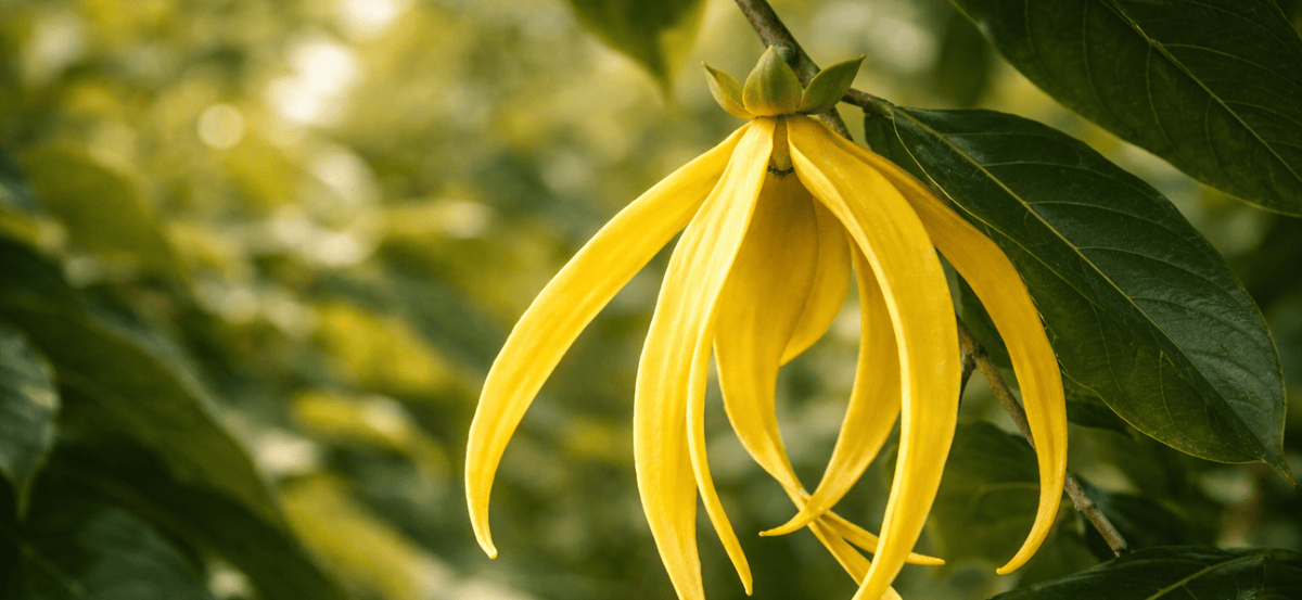 Univers olfactif du parfum Trésor d'Ylang, Le Paraïs